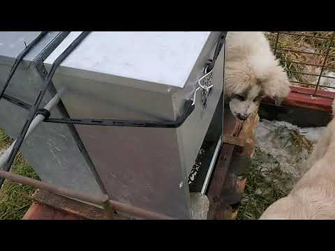 Check out our new sheep proof MEGA guardian dog feeder!