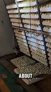 80K views · 769 reactions | Why Ducklings Are Thrown Into Water #ducklings #technology | Next Wave | Facebook