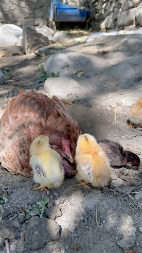 Cute Hen and Chicks Playing #shorts #shortsfeed #cute #animals #chicks #hen