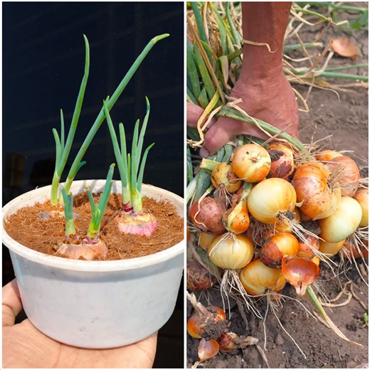 Growing onion plant at home | Step-by-step gardening guide . . . #sportsevent #localvendors #livemusic #musicvideo #sportsevents #artevent #SaleEvent #highschoolsports #musicrelease #bitcoin #tvseries #photography #art #architecture #relatablecontent #darkhumor #iphone #facebook #mobilephone #ElectricVibes | Rana Craft