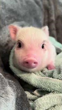 cute little piggy#youtubeshorts #shortvideo