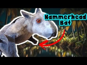 hammerhead bat: Discovering the secrets of this fascinating creature - documentary of animals