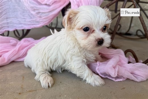 Indie - Yorkshire Terrier Puppy 946AC7
