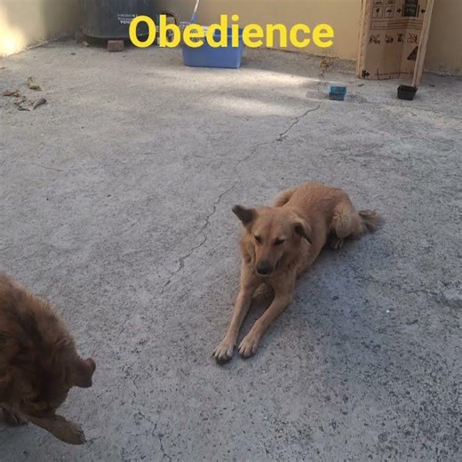 🙏 subscribe my utube channel. kitna kehna mante hai ye mera #shortvideo#dogloversdog#fun