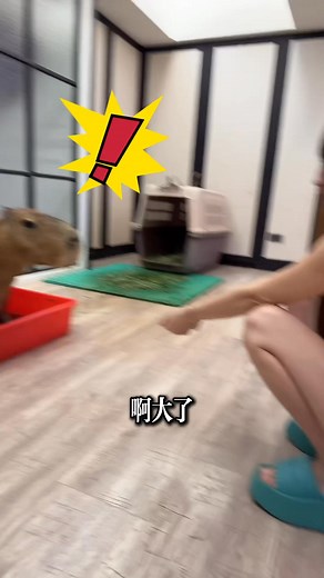 7.3K views · 58 reactions | #alpaca #animal #lama #zoo #baby #pet #萌獸麥可 #萌寵 #萌獸樂園 #麥可 #財富女神 #羊駝界王子 #神獸 #體重 #寵物 #動物園 #寶貝 #小可愛 #可愛 #寵物展 #羊駝 #草泥馬 | 萌獸麥可 | Facebook