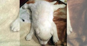 All-White Siberian Husky Puppy Was Set For Euthanasia Right After Birth