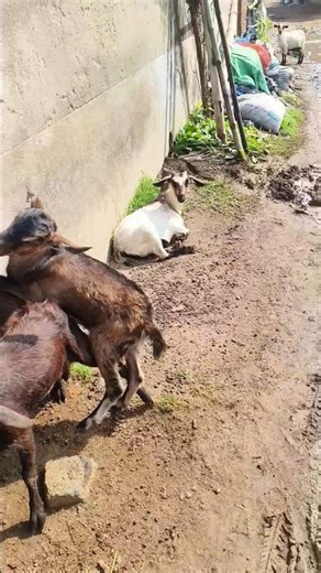 circling disease in a black bengal female goat 🐐🐐🐐#symptoms of GID