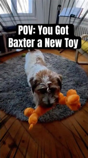 POV: You Got Baxter a New Toy