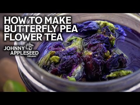 How to Make Butterfly Pea Flower Tea | Stunningly Beautiful Blue Tea!