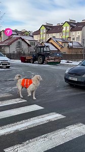 1.3M views · 10K reactions | Un aveugle traverse en toute sécurité avec son chien guide (À des fins de divertissement uniquement. Consulter des professionnels si des conseils sur des activités sont présentés. Aucune affiliation à une marque n'est implicite si elle est représentée. Si le film s'inspire d'événements réels, des adaptations créatives peuvent être incluses. Le contenu peut inclure des images publiques). | Fabiosa - Rendez-le plus facile | Facebook