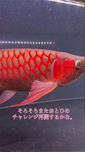 アロワナ 紅龍 スーパーレッド 若魚