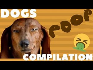Funniest Dogs Pooping 🐕💩Dogs Pooping Compilation
