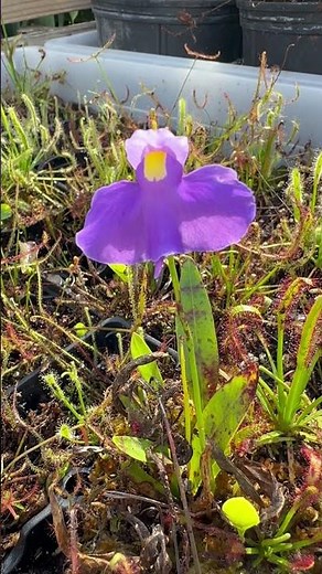 Utricularia Longifolia: The Carnivorous Plant that Everyone Should Own! #shorts