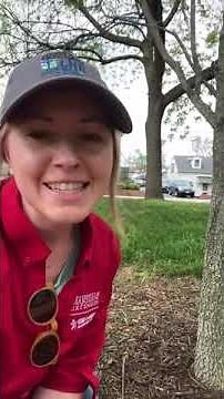 Tree Care Tips