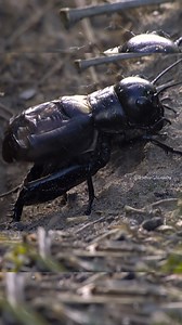 Watch a Cricket Insect making noise Wincent bSZk0 #nature #wildlife #insect | HAWI Studios