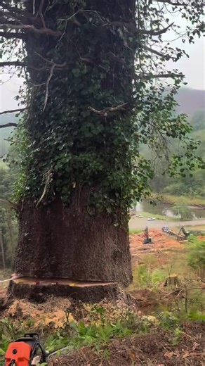 Strength, skill, and risk come together in this intense moment. 🌳 A man takes on the challenge of cutting down a massive tree, where one wrong move can change everything. A raw look at dangerous work that demands focus, experience, and respect for nature. #TreeCutting #LoggingLife #DangerousJobs #HardWork #HeavyLabor