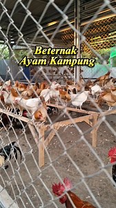 Beternak Ayam Elba Petelur | Eva Haryani