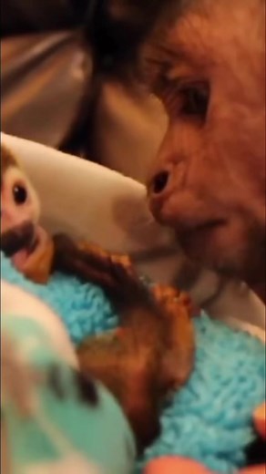 37K views · 1.5K reactions | MonkeyBoo meeting baby squirrel monkey Friend, Ollie #monkey #friends #baby #cute #love | MonkeyBoo | Facebook