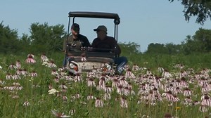 28K views · 68 reactions | LANDOWNER PROFILE: Dade County -- See how David Haubein has benefited from the partnership with MDC Private Lands Conservationists. This successful cattle farm in southwest Missouri showcases how grazing on warm season grasses can be helpful to wildlife as well. For more info: https://mdc.mo.gov/property/improve-my-property | Missouri Dept. of Conservation | Facebook