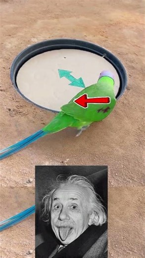 The Smartest DIY Parrot Trap Ever! 😱