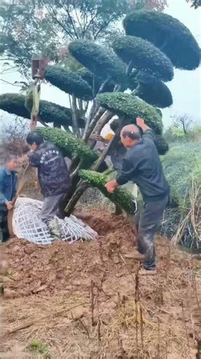 Gardener's Daily Life: From Digging to Transplanting, the Rebirth Journey of a Tree