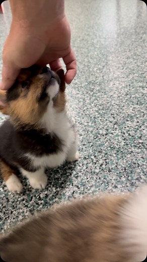 Evergreen Elite Corgis on Instagram: "Corgi puppies playing 🥰❤️🐶 #corgi #evergreenelitepuppies #2178416926 #corgipuppy #corgilove #corgistagram #corgilife #adorable #cute #corgipuppies"