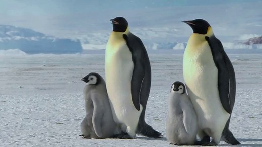 Metro by T-Mobile TV Spot, 'Penguins' Song by Usher