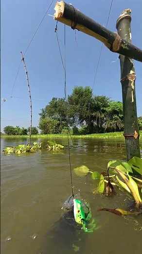 Created a unique and stylish fish trap using a frog as bait — and it really worked! 🐸🎣🔥 #villagepond