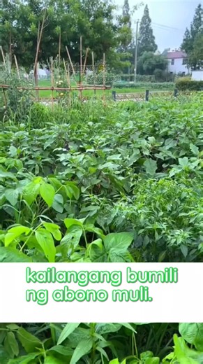 1M views · 36K reactions | Organic Compost Fertilizer na gawa sa pinaghugasan ng Bigas | Halaman Kaalaman | Facebook