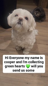 Hi Cooper | Life of Cooper