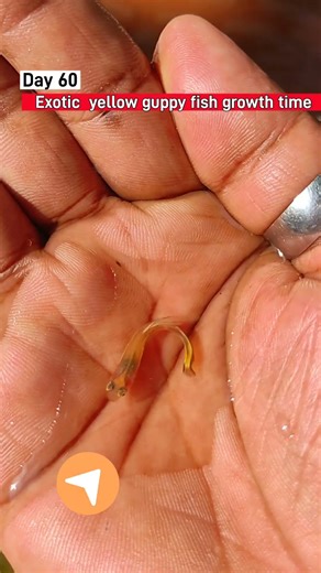 exotic yellow guppy fish growth timeline #fishshorts #guppyfish #shortsfeed