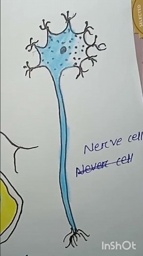 nerve cells drawing #eassy