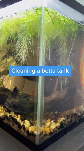 Betta Tank Cleaning Guide: Easy Steps for Beginners