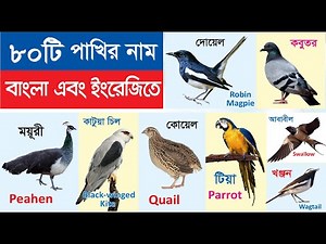 80 Birds Name | ৮০টি পাখির নাম শিখুন | Birds name in Bengali to English | পাখির নাম বাংলা ও ইংরেজিতে