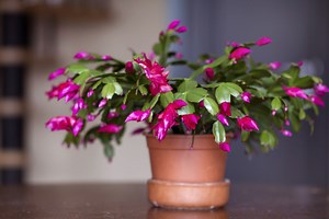 How To Water Christmas Cactus Correctly For Optimal Growth And Beautiful Vibrant Blooms