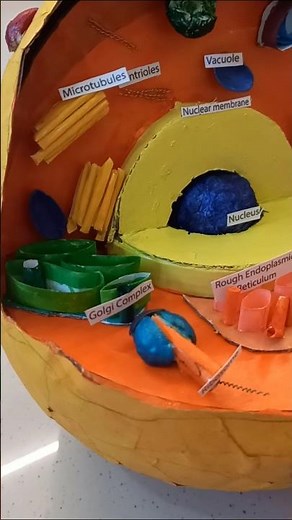 ✂️Making a Unique Animal Cell 🧬at Home #shorts #model #biology...