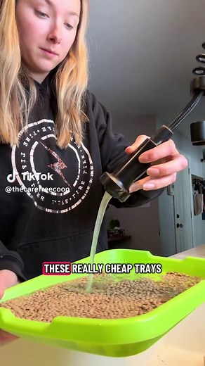 Lentil sprouts are so easy and your chickens will love you for giving them greens in the winter! You should feed them when they are short sprouts, after around day 3-4 (this way actually has the most nutrients). Really long can potentially cause crop issues. Sprouted lentils are one of my favorite healthy treats for chickens—great protein and enrichment. Do not give raw or molded! Comment “TRAYS” for the link. #chickens #backyardchickens #tipsandtricks #lentils #diy