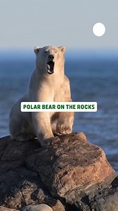 Hibernation mode: ACTIVATED. 💤🐻‍❄️ #polarbear #InternationalPolarBearDay #tired #sleep #ArcticAnimals | Pawsome Pets