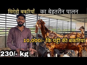 ₹10000@How to start goat/farming |(@India’s largest goat farming)@Shree goat farm