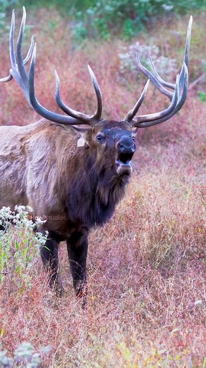 51K views · 702 reactions | Bull Elk Bugling To Attract Females Wincent 4sw8r #nature #wildlife #elk | HAWI Studios | Facebook