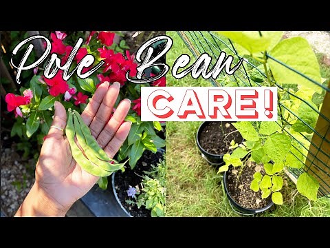 Pole Bean Update (Trellis, Fertilizing and Top Dressing) Part 2