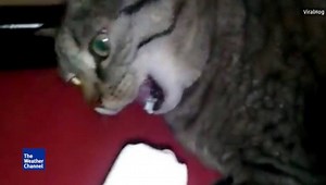 232K views · 6.1K reactions | Yes, even cats can get brain freeze if they try and cool off too fast on a hot day. This cat found that out the hard way while trying to enjoy some ice cream. (Credit: ViralHog) | The Weather Channel | Facebook