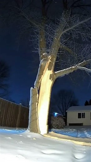 This Tree Froze… Then Exploded ❄️😳#tree #winter #recentnews #viral #shortvideo