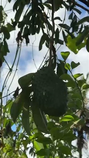 Grandmothers' secret with soursop leaves #traditionalremedy #health