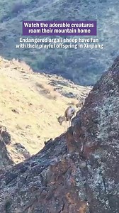 17K views · 927 reactions |  Enjoy watching these charming creatures roam freely in their mountain habitat! Photographers have captured endangered argali sheep alongside their playful offspring in #Xinjiang, China. Witness the harmonious interplay between natural landscape and wildlife.  #BeautifulXinjiang #nature | Amazing Xinjiang | Facebook