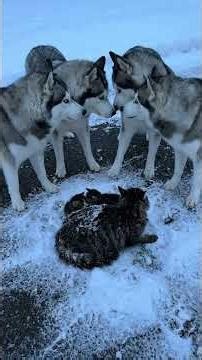 Husky Pack Saves Starving Kitten | Heartwarming Winter Rescue Story