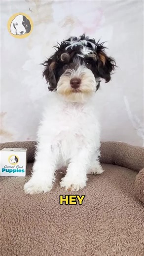 Say hello to Choco, the Miniature Poodle boy with rich curls, bright eyes, and a heart as sweet as his name! 🐾🍫 Elegant, intelligent, and hypoallergenic, Choco is the perfect companion for anyone looking for style, charm, and endless cuddles. He’s playful, loyal, and always ready to be by your side — the kind of pup who makes every moment warmer and every day brighter. 🐶✨ Comes with: ✅ Direct Home Delivery ✅ 24/7 Lifetime Vet Support ✅ Microchip & Health Certificate ✅ 3–Year Health Plan (exte