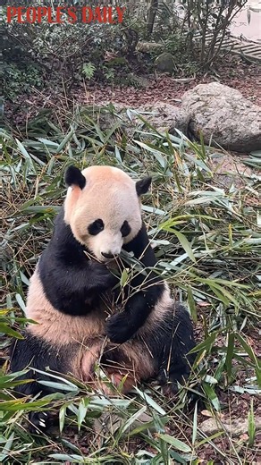 This #giantpanda is munching its way to stardom at the Dujiangyan Panda Valley in southwest China's Sichuan Province! | People's Daily, China