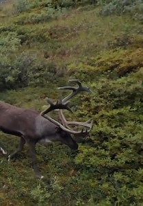 #SPOTTED: The magnificent caribou graces us with its presence – and the Alaskan range makes a breathtaking backdrop! 🦌 Hunting is not about any individual, practice, product or place. It's about The Experience. 🌟 Stream it on CarbonTV: https://www.carbontv.com/shows/the-experience 🎥: @hunttheexperience #repost via Instagram #CarbonTV #Hunting #HuntingLife #Caribou #Alaska | CarbonTV