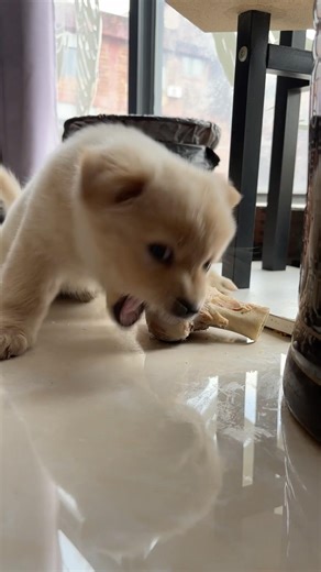 His little “angry” face is actually the cutest thing ever 😭